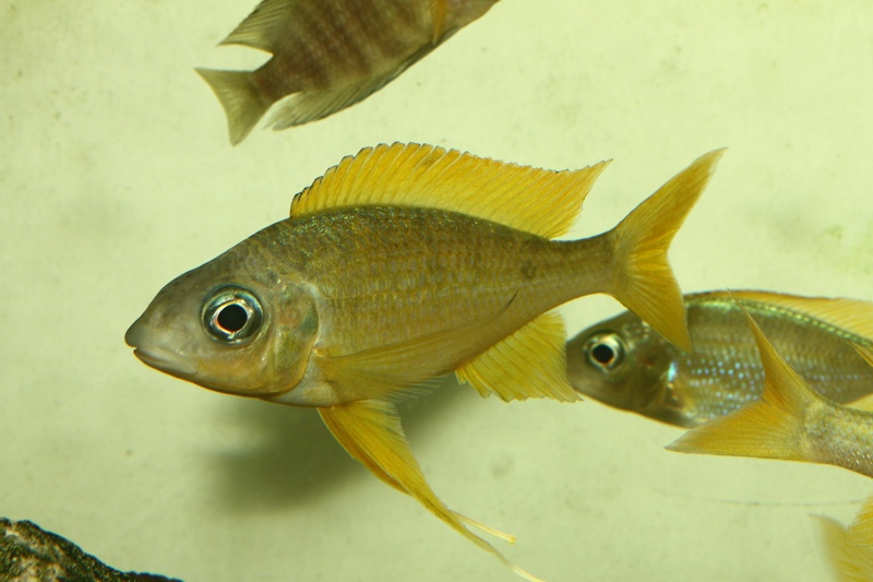 Ophthalmotilapia nasuta 'Kipili'